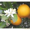 Citrus Aurantium Extract