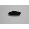 China sea cucumber