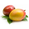 processing MANGO   (Egypt)