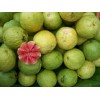 processing GUAVA  (Egypt)