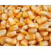 processing Shell Yellow Corn