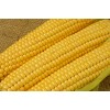 singapore processing Yellow Corn