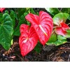 singapore seek Anthurium agency