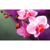 processing Orchid Flowers