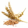 singapore seek Wheat agency