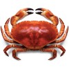 singapore seek singapore supply Crab agency