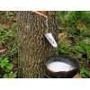 processing All Kinds Of Natural Rubber