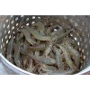 Sell Fresh Farm Shrimp (Vanamine )