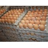 Fresh white  Chicken  Eggs