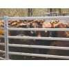 Cattle Corral Fence