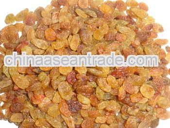 Light Brown Raisin Maliyar No.1 Best for Colombia