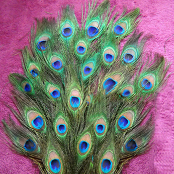 50 Beautiful Natural Great Decorations,Peacock Tail feathers,eye feathers Free Shipping