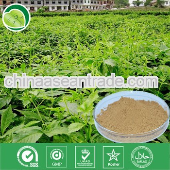 100% Natural Jiaogulan Extract Gypenosides