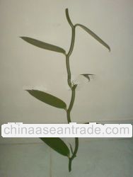 Vanilla Vines Orchid