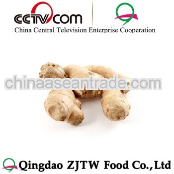 1LB Fresh/Dried Ginger Export Prices