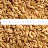 Gandum (Wheat)