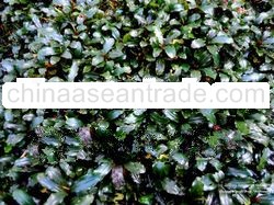 Bucephalandra sp. Artemis