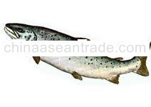 Norwegian Salmon, Atlantic Salmon, Salmo Salar