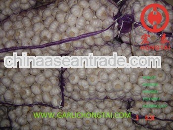 2012 New Crop Fresh Garlic Bulk Packed