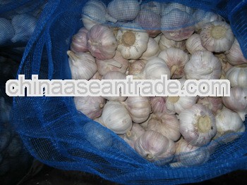 2012 fresh garlic supplier