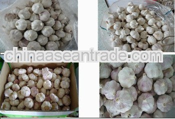 2012 jinxiang normal white garlic