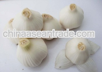 2013 China Fresh Garlic