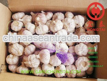 2013 Chinese Purple Garlic 5.0CM Price