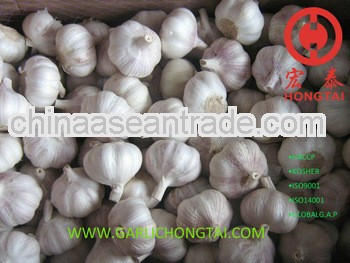 2013 Chinese Purple Garlic 5.5CM Price