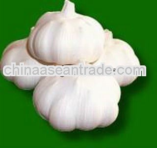 2013 Chinese white Garlic and fresh garlic pure white