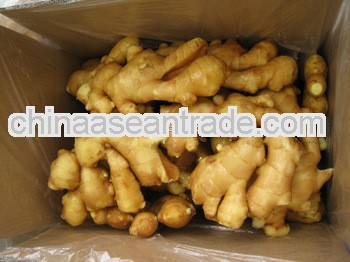 2013 Crop Fresh Ginger & Air-dried Ginger