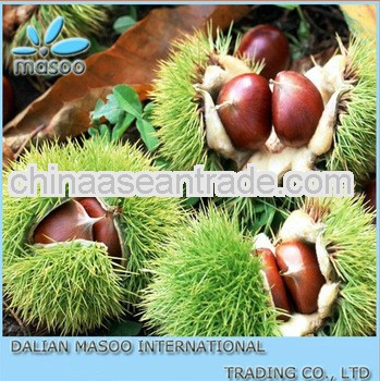 2013 New Crop Fresh Chestnuts From Dandong !