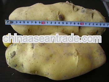2013 New Crop Fresh Potato (Holland Potato,Chinese Potato)