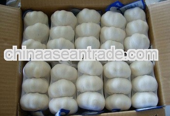 2013 New Crop Fresh pure white Garlic in Various sizes