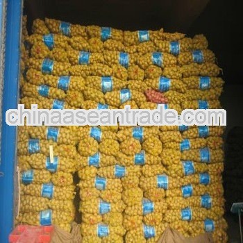 2013 china high quality holland potatoes supplier (150-250g )
