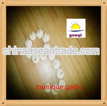 2013 china jining factory for export garlic