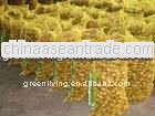 2013 fresh holland potato supplier in china