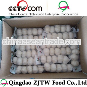 2013 garlic hometown jinxiang original fresh garlic