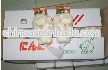 2013 new chinese fresh garlic exporters fresh white garlic for sale