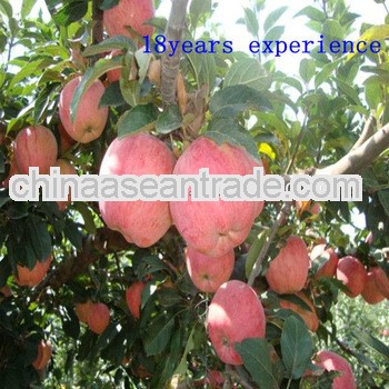 2013 new crop fresh crispy red fuji apple