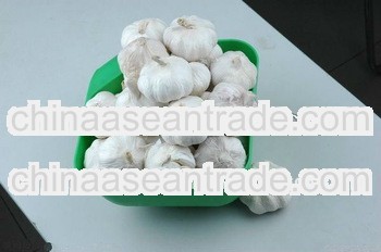2013 new crop fresh garlic and fresh onion