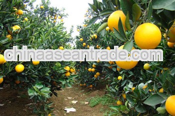 2013 new crop fruit sweet navel orange