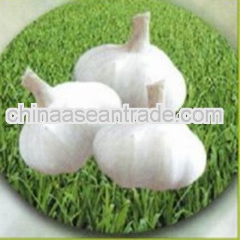 2013 new crop seasonable fresh garlic in various of size and packing with good price and payment