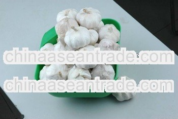 2013 new garlic from Shandong low price