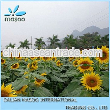 2013 sunflower oil100% - masoofood