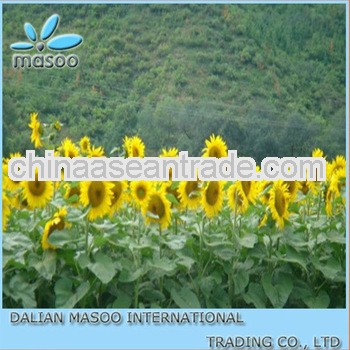 2013 sunflower oil,cooking oil - 100%