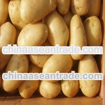 201 china high quality long holland potatoes supplier (150-250g )