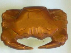 Ashtray Crab