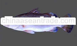 Barramundi/Sea Bass