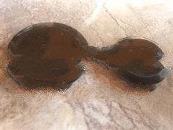 shirt button from buffalo horn