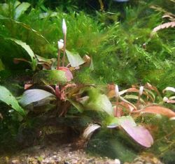 aquatic plant